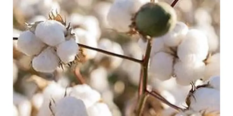 Unauthorised HTBt Cotton Cultivation Accounts for Up to 30% of India’s Cotton Area: Study